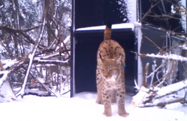 Încă un râs a fost capturat în pădurile din România