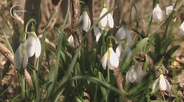 Ghiocelul de Dobrogea, în pericol de dispariție din cauza localnicilor din Babadag