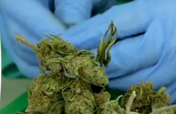 Canabis ca tratament, soluții pentru pacienții din România (Video)