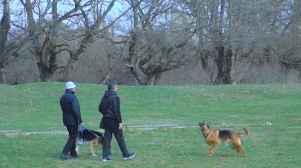 Vremea caldă a favorizat apariția căpușelor în parcuri. Avertismentul veterinarilor