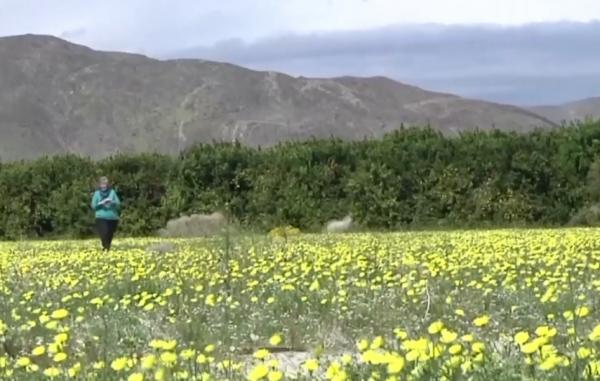 Explozie de culori în deșerturile Californiei, după ploile abundente din ultimele luni