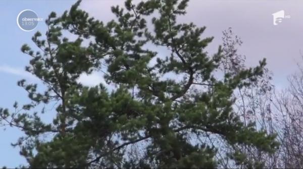 Cod portocaliu de vânt. În Neamţ, localnicii au rămas fără curent electric