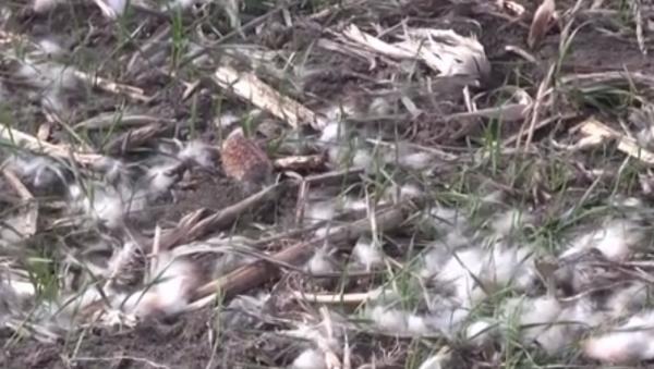 Animale otrăvite pe fondul de vânătoare din judeţul Arad