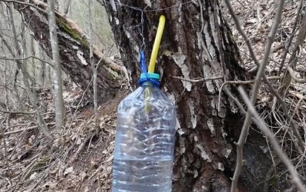 Seva mesteacănului, "apa vie" care izvorăşte din copac. Tratament natural împotriva multor boli