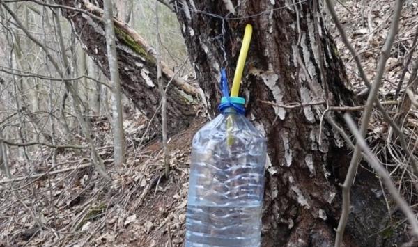 Apa vie, unul dintre remediile miraculoase ale naturii, curge din copaci, în Munţii Apuseni (Video)