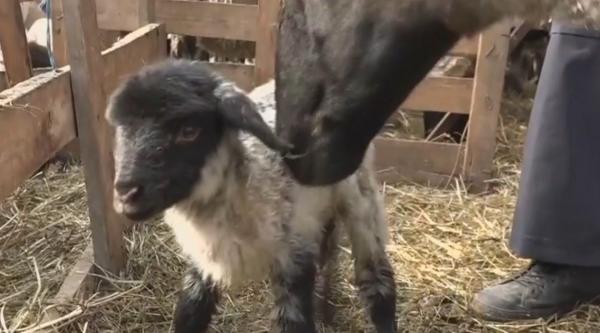 Mieii de Suffolk, opțiunea pentru Paște a unui fermier din Harghita