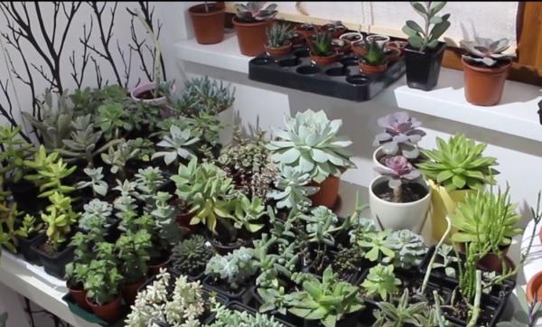 Plantele suculente, afacerea unei tinere din Buzău