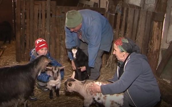 Adevărata capră cu trei iezi, în curtea unui gospodar din Mureș