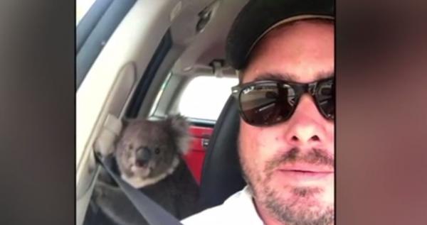 Imagini virale cu un urs koala, tolănit în mașina unui australian