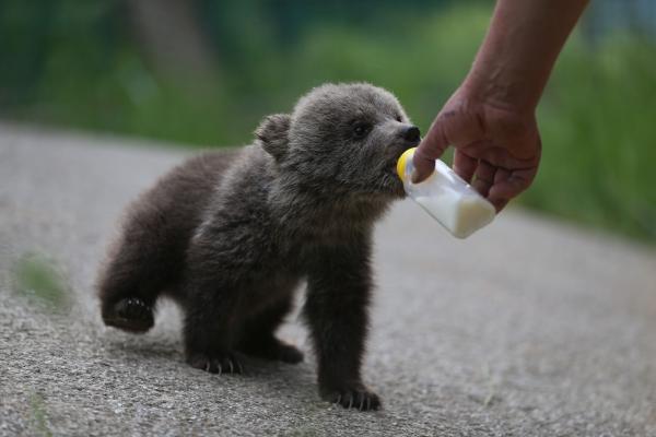 Un pilot rus cheltuie 800 de dolari pe lună pentru a-şi întreţine ursul animal de companie