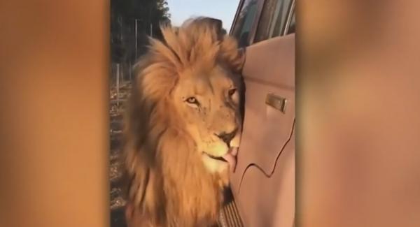 Leul afectuos cu mașinile, într-o rezervație din Africa de Sud (Video)