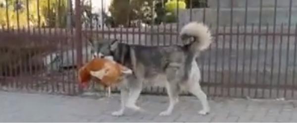 Un câine din Suceava a devenit viral pe internet, după ce a fost filmat cu o găină în gură