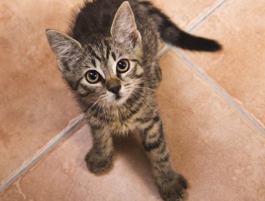 Dieta vegană e periculoasă pentru pisici