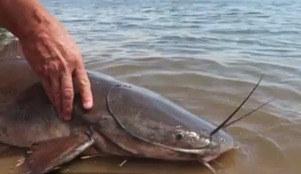 Un electronist deţine cea mai mare crescătorie de somn african din România (Video)