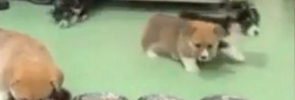 Patru căței corgi, vedete pe internet