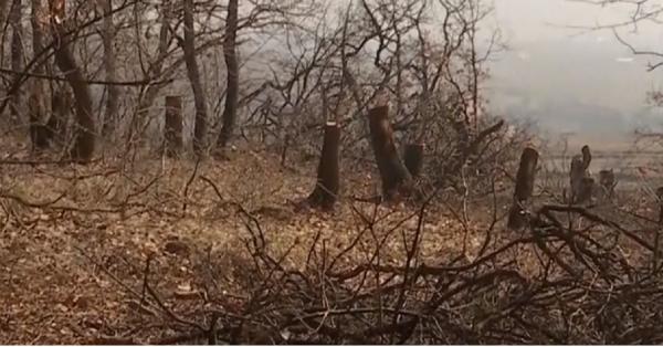 Pădure seculară din Vrancea, scoasă la vânzare pe un site chinezesc