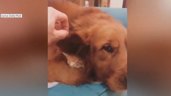 O pisică și-a găsit culcuș sub urechea unui câine (Video)