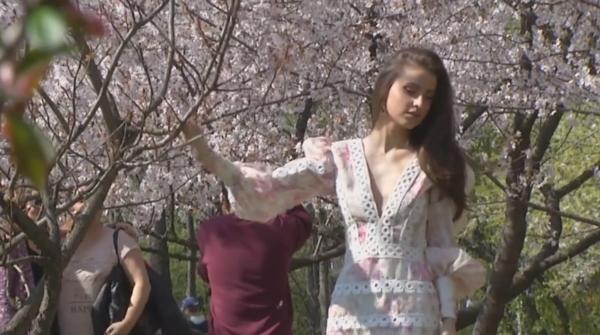 Spectacolul cireșilor înfloriți în grădina japoneză din Parcul Herăstrău