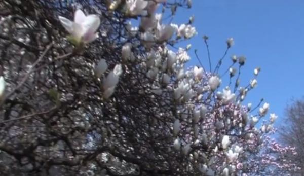 Spectacol de culoare. Au înflorit magnoliile și lalelele pestrițe