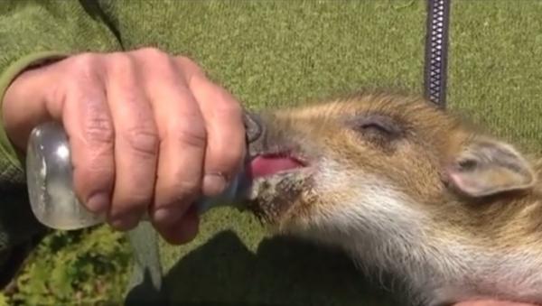 Șofer din Râșnov prins cu un pui de porc mistreț în portbagaj. Explicația bărbatului