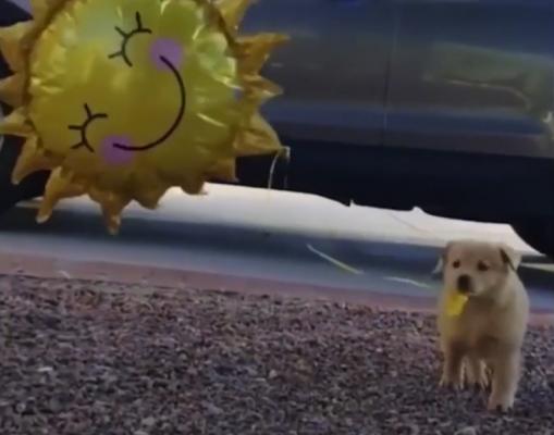 Pui de golden retriever, pasionat de baloane