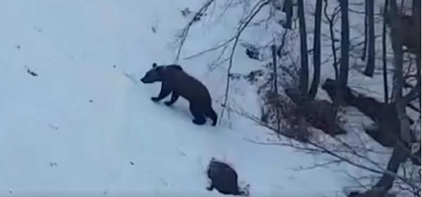 Ursul jucăuș, la plimbare pe pârtia din Azuga