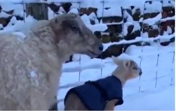 Miei salvați din zăpadă de o tânără din Anglia