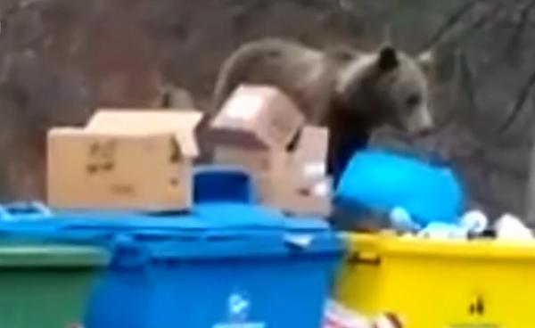 Un urs înfometat a intrat într-o clinică din Azuga. În curte se aflau mai mulţi pacienţi şi angajaţi ai instituţiei (Video)