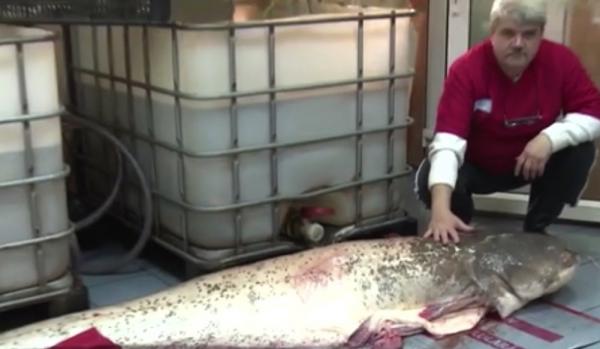 Surpriză de proporţii pentru amatorii de peşte. Somn de 107 kilograme, vândul la Reșița (Video)