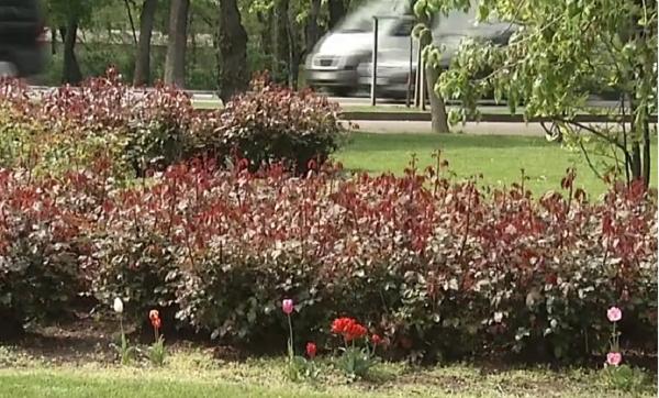 Aer polar peste România, înainte de Florii. Cum va fi vremea de Paşte