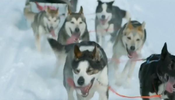 Cursa din tundra Arctică, cu sănii trase de câini, a ajuns la final