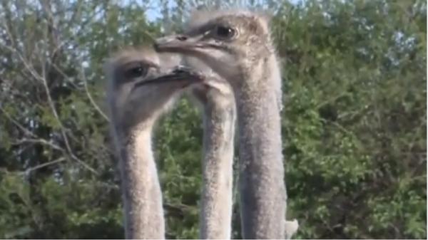 Fermierii care au pariat pe struţi ies pe profit