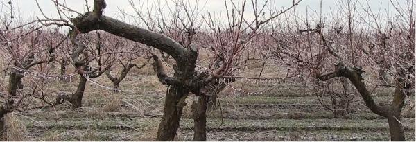 Vremea rece a distrus pomii fructiferi din România