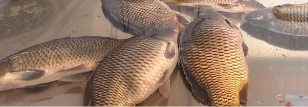 Pește putrezit, la vânzare pentru Florii