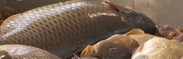 Aglomeraţie în cea mai mare piaţă de peşte din Bucureşti, de Paştele Catolic şi de Florii