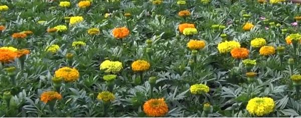 Un producător din Arad a renunţat la roşii şi face profit cu flori