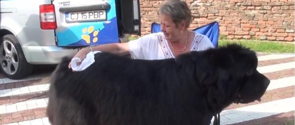 Cât costă întreținerea unui animal de companie