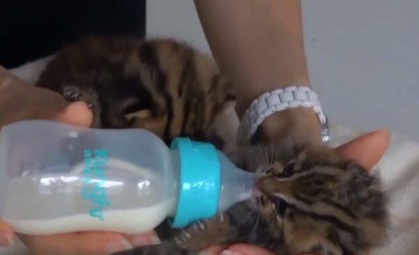 Pui de leopard, "salvați" din pădure, după ce au fost confundați cu două pisici