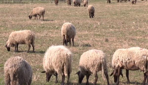 Vânzarea mieilor, interzisă în pieţe, târguri sau direct din gospodărie. Amenzile sunt usturătoare (Video)