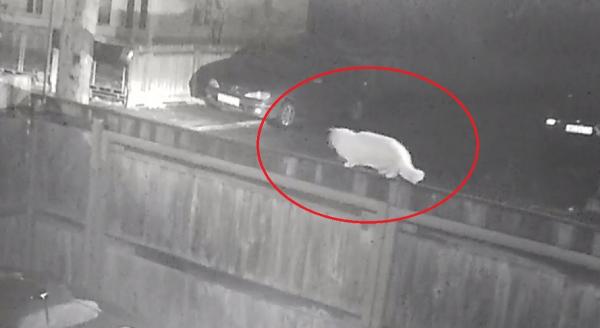 Taximetrist filmat în timp ce fură o pisică dintr-o curte din Bacău (Video)