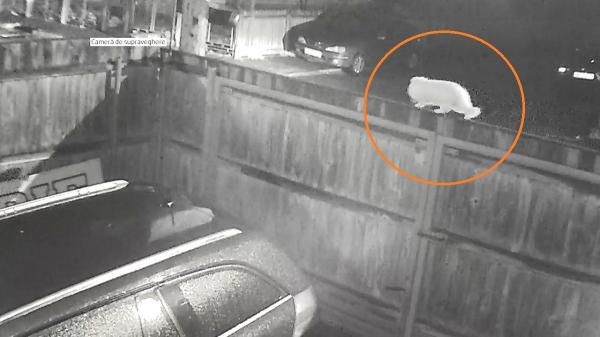 Un taximetrist a răpit o pisică la Bacău, stăpânul cere ajutor şi oferă recompensă pentru Julieta (Video)