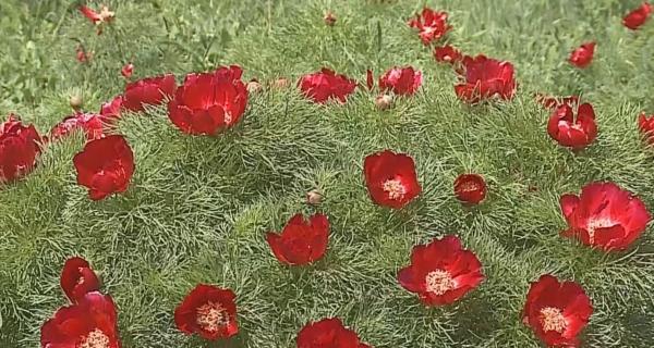 Rezervația de bujori din Mureș, un spectacol unic al naturii