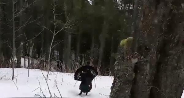 Un turist a dat nas în nas cu un cocoş de munte, în Masivul Ceahlău (Video)