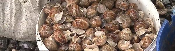 Melcii din Transilvania, produse de export