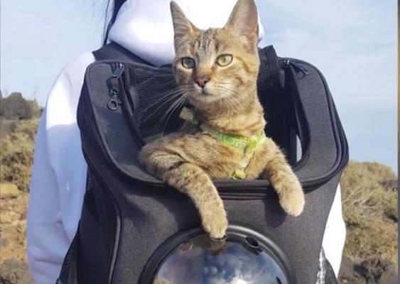 Un scoțian face ocolul pământului alături de o pisică maidaneză (Video)