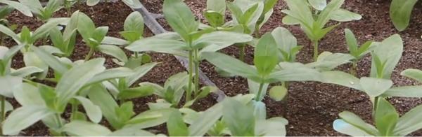 Stevia, îndulcitor sănătos crescut în România