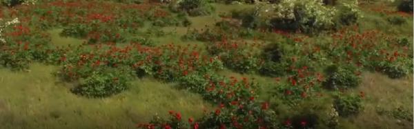 Bujorul românesc, specie protejată, vândut pe marginea străzii