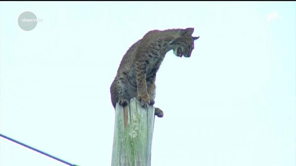 Operaţiune de salvare inedită în statul american Florida, după ce un râs s-a căţărat pe un stâlp de electricitate