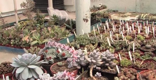 Un colecţionar de cactuşi din Bihor aşteaptă de 36 de ani ca o plantă să înflorească