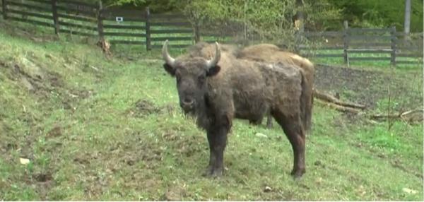 Cinci zimbri eliberaţi în pădurile de lângă Parcul Natural Vânători-Neamţ